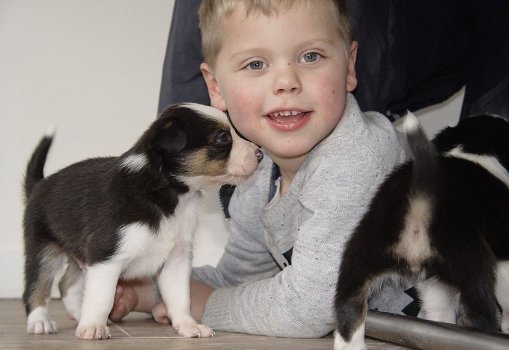 Mooie zwart-witte border collie-puppy's! - 2