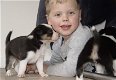 Mooie zwart-witte border collie-puppy's! - 2 - Thumbnail