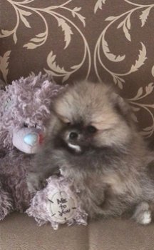 NEW PUPPY! Pomeranian DIRECT BESCHIKBAAR! - 0