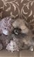 NEW PUPPY! Pomeranian DIRECT BESCHIKBAAR! - 0 - Thumbnail
