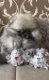 NEW PUPPY! Pomeranian DIRECT BESCHIKBAAR! - 1 - Thumbnail