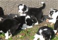 Mooie zwart-witte border collie-puppy's! - 0 - Thumbnail