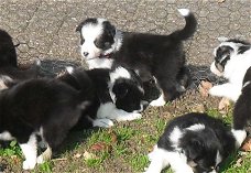 Mooie zwart-witte border collie-puppy's!