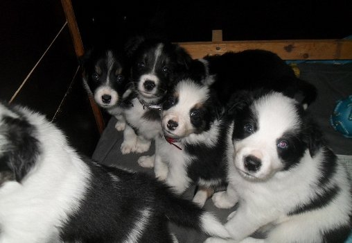 Mooie zwart-witte border collie-puppy's! - 1