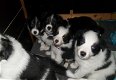 Mooie zwart-witte border collie-puppy's! - 1 - Thumbnail