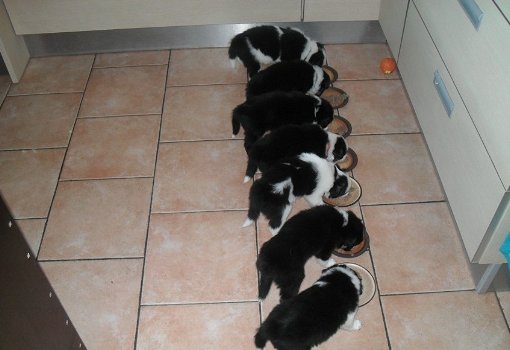 Mooie zwart-witte border collie-puppy's! - 2