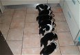 Mooie zwart-witte border collie-puppy's! - 2 - Thumbnail
