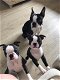 boston terrier pupjes klaar voor vertrek - 0 - Thumbnail
