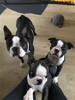 boston terrier pupjes klaar voor vertrek - 1