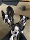 boston terrier pupjes klaar voor vertrek - 1 - Thumbnail