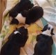 Boston Terrier Pipa Show Kwaliteir - 1 - Thumbnail
