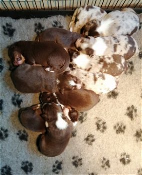 prachtige australische herder pups te koop - 0