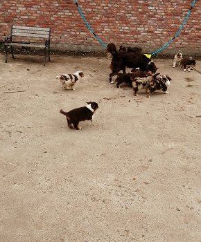 prachtige australische herder pups te koop - 1