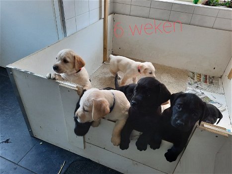 Mooie labradorpups - 0