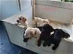 Mooie labradorpups - 0 - Thumbnail