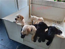 Mooie labradorpups