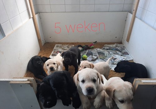 Mooie labradorpups - 1