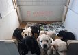 Mooie labradorpups - 1 - Thumbnail