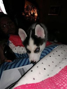 Super mooie husky pup te koop