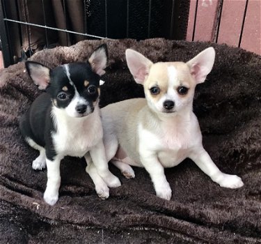 Mooie raszuivere chihuahua pups te koop ( nog 1 beschikbaar ) - 0