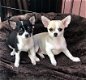 Mooie raszuivere chihuahua pups te koop ( nog 1 beschikbaar ) - 0 - Thumbnail