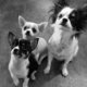 Mooie raszuivere chihuahua pups te koop ( nog 1 beschikbaar ) - 1 - Thumbnail