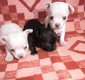 Schattig mini chihuahua puppy te reserveren - 1 - Thumbnail