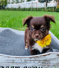 Zeer klein mini chihuahua blauw langhaar teefje