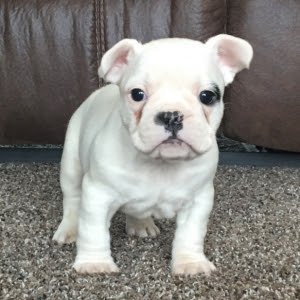 Prachtige Franse bulldog pups ( nog maar 2 beschikbaar) - 0