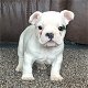 Prachtige Franse bulldog pups ( nog maar 2 beschikbaar) - 0 - Thumbnail