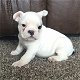 Prachtige Franse bulldog pups ( nog maar 2 beschikbaar) - 1 - Thumbnail