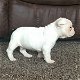 Prachtige Franse bulldog pups ( nog maar 2 beschikbaar) - 2 - Thumbnail