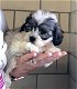 Shih Tzu pups - 0 - Thumbnail