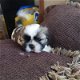 Shih Tzu pups - 1 - Thumbnail