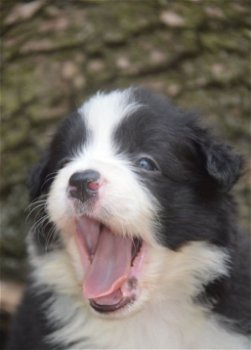 2 zwart-witte en een blauw teefje zoekt nog haar forever home - 2