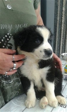 leuke border collie pups te koop