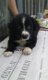 leuke border collie pups te koop - 2 - Thumbnail