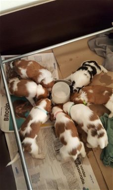 Kooiker x beagle reutje te koop