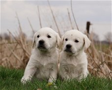 Golden Retiever pups x Friese Stabij pups x Labrador pups