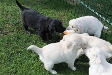 prachtige labrador doodle x golden retriever pups