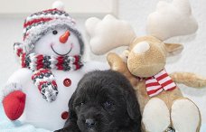 New Foundlander x kruising Labrador/Berner pups