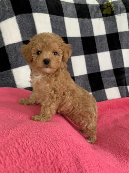 Teacup poodle, toy poedel teefjes pups - 0