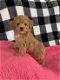 Teacup poodle, toy poedel teefjes pups - 0 - Thumbnail