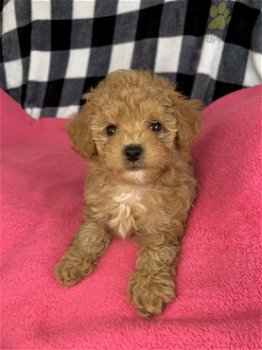 Teacup poodle, toy poedel teefjes pups - 1