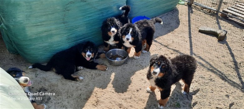 Berner Sennen puppy's ALLEEN NOG REU - 0