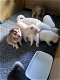 Husky puppies te koop - 0 - Thumbnail