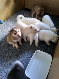 Husky puppies te koop