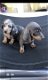 Teckel pups - 0 - Thumbnail