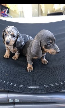 Teckel pups