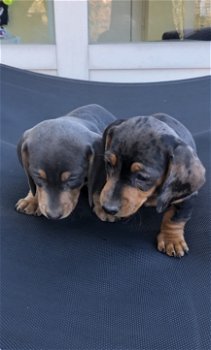 Teckel pups - 1